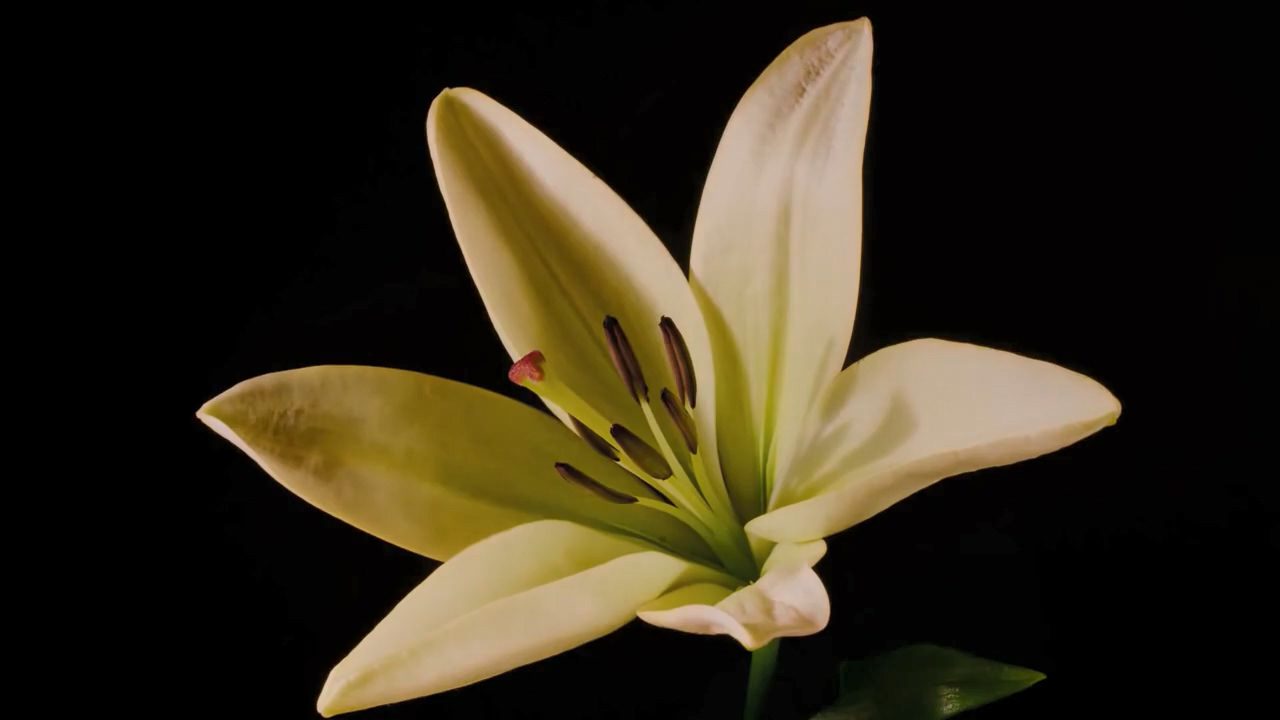 Featured image for “Lily’s Love Letter #1 – The Tunnel of Transformation”